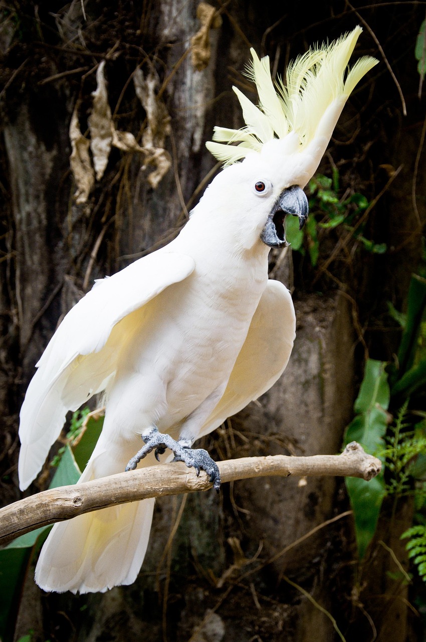 parrot, nature, white, twitter, forest, animal, bird, zoo